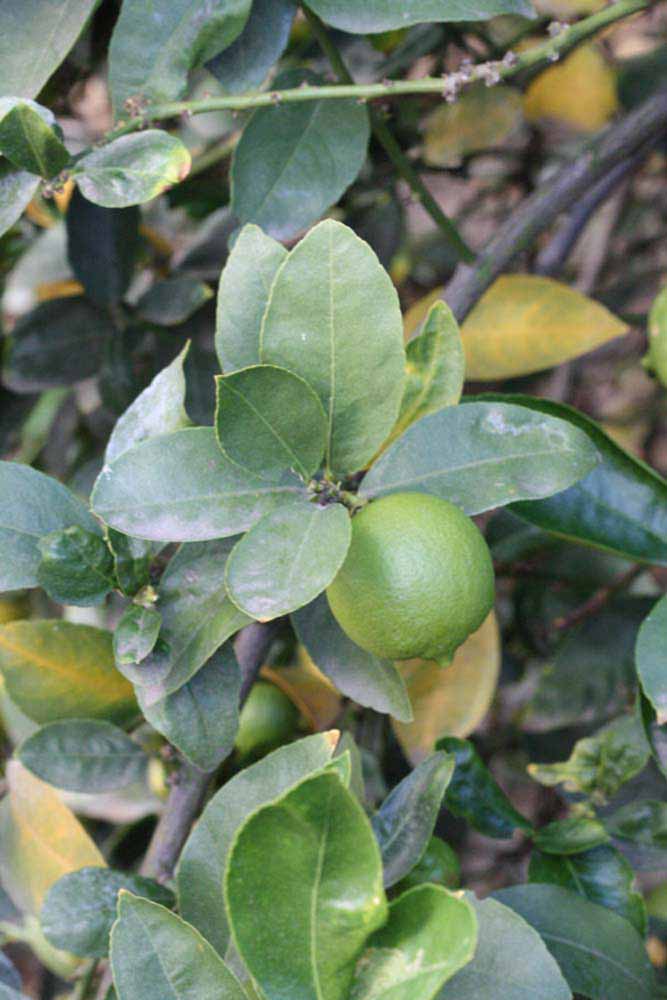            Sun leaves (Egyptian, Riverside, CA)   